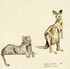 Zoostudien Luca Scarlatti